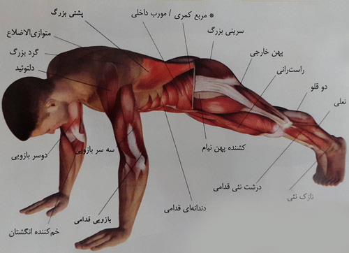حرکت پلانک به سمت پایین حرکت پلانک به سمت پایین