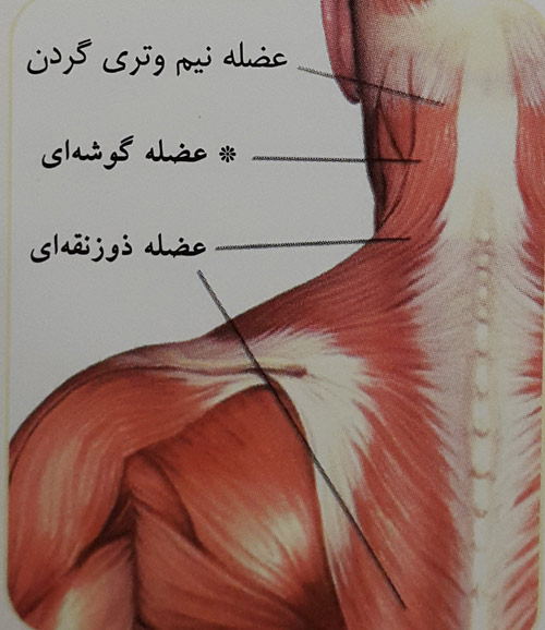 خم کردن گردن خم کردن گردن